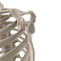 Shoulder Fractures
