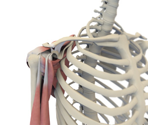 Shoulder Anotomy