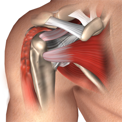 Biceps Tendon Injuries